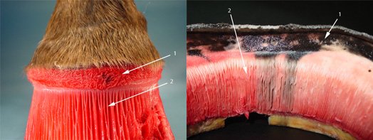 The coronary band, lamina and coronary groove of the hoof.