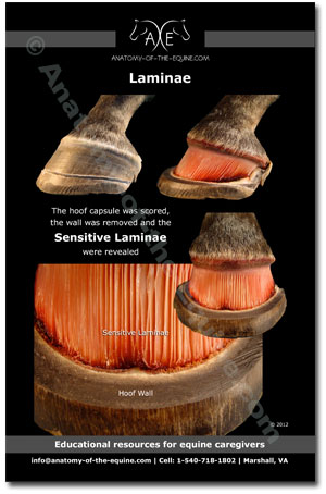 Equine Laminae Postcard