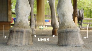 Medial and Lateral sides of the hoof