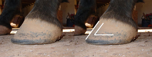 Natural hoof trimming: A healthy hoof