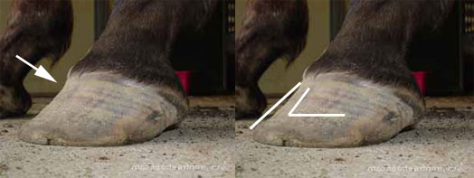 Natural hoof trimming: Long toe