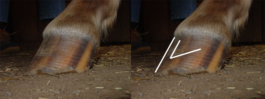 Natural hoof trimming: High heels