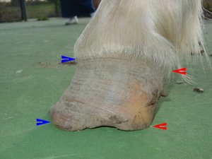 Hoof with very high heels