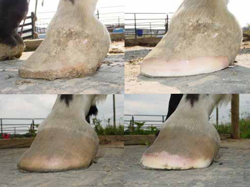 Trim laminitic hooves frequently and lightly.