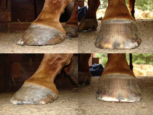 Over-trimmed hoof needs to grow.