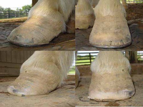 Trimming Schedule for a horse that is comfortable.