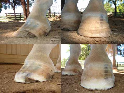 After three months, this hoof is looking much better.